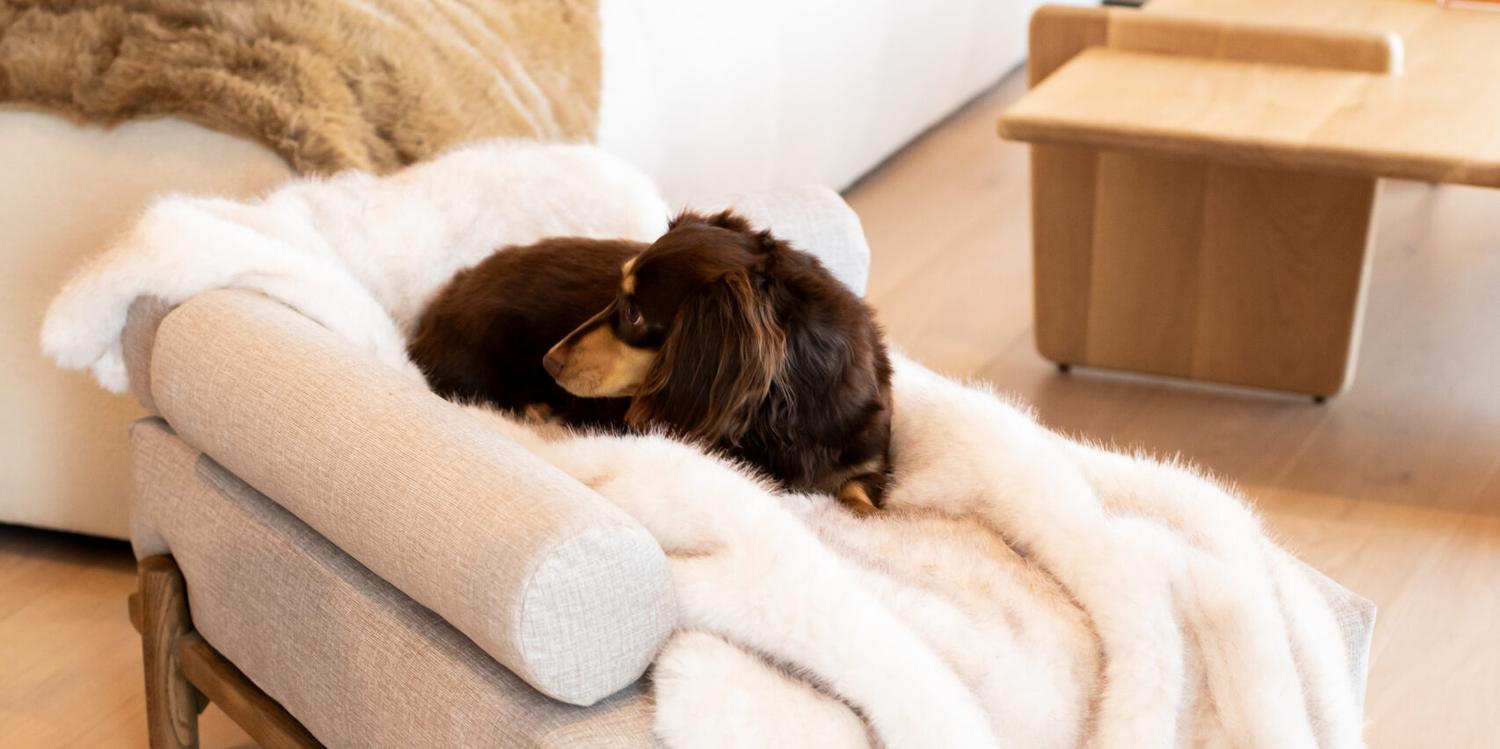 The Faux Fur Throw draped over the Boujee Lounger in a living room