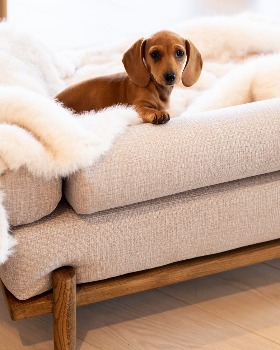 A dachshund puppy resting on the throw over the Lounger cushion